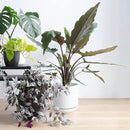 D'vine Dev 10 Inch Ceramic Planter Pot with Drainage Hole and Saucer, Indoor Cylinder Round Planter Pot, White, 94-O-E-1 by GreenHaven Gardens