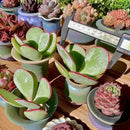 FWPP Live Succulents Plants Echeveria 'White Eyebrow' 3.5 inches,Rare Green Succulents Bare Root Without Pot Soil, Live Plants Indoor Office Decoration Wedding and Gift by GreenHaven Gardens