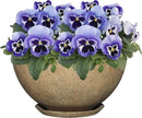 Classic Home and Garden Premiere Collection Planter, Rosie 10", Earth by GreenHaven Gardens