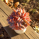 FWPP Succulent Plants Live Echeveria Orange Monroe,3-4 Head 3.5 inches Pink Mini Plants,Bare Root Without Pot Soil Live Plants,Wedding Garden Indoor House Baby Shower Decor Friend Plant Lover Gift by GreenHaven Gardens