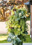 Greenstalk Patented Large 5 Tier Vertical Garden Planter with Patented Internal Watering System Great for Growing a Variety of Strawberries, Vegetables, Herbs, & Flowers (Evergreen) by CozyNest Decor