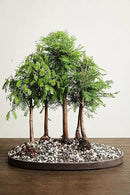 Bonsai All-Purpose Fertilizer by The Bonsai Supply – 2Lbs | Quick Results | Micro Nutrients for Vital Bonsai Health by GreenHaven Gardens