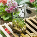 NCYP Small Glass Geometric Terrarium - 4.9 x 3.9 x 7.4 Inches Irregular Clear Planter Pot for Succulents, Cactus, Indoor Garden Tabletop Decoration, Centerpiece (No Plants, No Door) by CozyNest Decor