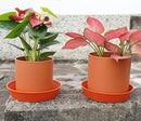 Plant Saucer 6 Inch 4 Pack 6 8 10 12 14 16 18 20 25, Plastic Plant Trays for Pots，Extra-Deep Plant Water Dray Tray, Bird Bath Bowl, Heavy Flower Plant saucers Indoors and Outdoor No Holes 6in-4 red by GreenHaven Gardens