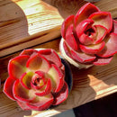 FWPP Live Succulents Plants Echeveria Red Lantern 2.5 inches,Rare red Succulents Bare Root Without Pot Soil, Live Plants Indoor Office Decoration Wedding and Gift by GreenHaven Gardens