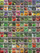 Survival Garden Seeds Farmer Seed Vault - 100 Packets Non-GMO Heirloom Vegetable, Fruits, Herb Seed Varieties for Planting a Victory Garden - Plant & Grow Survival Food - Emergency Preparedness Gear by GreenHaven Gardens