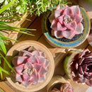 FWPP Live Succulents Plants Graptopetalum Purple Delight 2.5 inches,Rare Purple Succulents Bare Root Without Pot Soil, Live Plants Indoor Office Decoration Wedding and Gift by GreenHaven Gardens