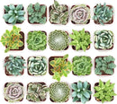 Shop Succulents Mixed Succulent Plant Pack 2" Grow Pot Pack of 64 by GreenHaven Gardens