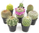 Altman Plants, Assorted Cactus Plants Live Cactus Decor (8PK), Cactus Plant Live Succulents Plants Live in Cactus Soil Potting Mix, Live Cacti Plants Live Succulent Plants Live Plants in Cactus Pot by GreenHaven Gardens