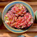 FWPP Suculentas Plant Live Echeveria Hani,Real Succulents Plants Live Red 3 inches Mini Succulents,Bare Root Without Pot Soil,Rare Succulent Plants Live Office Decoration Wedding and Gift by GreenHaven Gardens