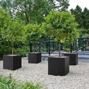 Metallic Heavy Cube Planter Box, No Assemble, Seamless Large Square Planter for Trees, Plants and Flowers 21”Lx21”Wx24”H 35Pounds Black with Hand Brushed Gold Rim by GreenHaven Gardens