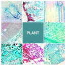 100 Microscope Slides with Specimens for Kids and Adults, Prepared Microscope Slides with Plants Animals Insects for Students Homeschool Edu by TinyTreasures Baby Boutique