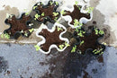 Mr. Stacky Multiple Color (Black + White) 5 Layer 13inch Vertical Planter by GreenHaven Gardens