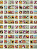 Black Duck Brand Set of 100 Flower Seed Packets! Flower Seeds in Bulk - Best Value Seeds - Great for Classrooms, Beginner Gardeners and Kids! - Deluxe Varieties! (100) by GreenHaven Gardens