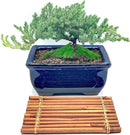 Live Dwarf Juniper Bonsai Tree 7 Year Old with Hand-Made Bamboo Stand | Juniper or Jade Bonsai Tree | Indoor/Outdoor | 100% Handcrafted| Home and Office Décor | Best Gift for Holiday by GreenHaven Gardens