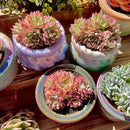 FWPP Live Succulent Echeveria Mebina Variegata,3.5 Inches Mini Succulents Plants Live,Bare Root Without Pot Soil,Clustered Live Plants,House Plants for Gift Party Wedding Garden Baby Shower DIY Decor by GreenHaven Gardens