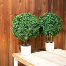 Premium 16" Diameter Artificial Japanese Boxwood Topiary – Set of 2 Faux Plants in Beige Decorative Planters – Realistic, UV-Resistant, Weatherproof Outdoor & Indoor Décor by GreenHaven Gardens
