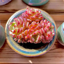 FWPP Suculentas Plant Live Echeveria Hani,Real Succulents Plants Live Red 3 inches Mini Succulents,Bare Root Without Pot Soil,Rare Succulent Plants Live Office Decoration Wedding and Gift by GreenHaven Gardens