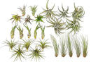 50 Pack of Classic Air Plants Variety - Live Succulent House Plants - Available in Wholesale and Bulk - Home and Garden Decor - Easy Care Indoor/Outdoor Air Plant by GreenHaven Gardens