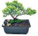 Live Dwarf Juniper Bonsai Tree About 6 Years Old with Cute Ceramic Fisherman | Juniper Bonsai Tree | Indoor/Outdoor | 100% Handcrafted| Home and Office Décor | Best Gift for Holiday by GreenHaven Gardens