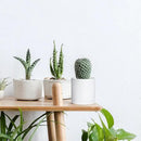 D'vine Dev 6 Pack 4 Inch Modern Plastic Plant Pots, Small Garden Planters for Plant with Drainage Holes and Saucers, White Color, 74-Z-E-3 by GreenHaven Gardens