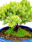 Live Dwarf Juniper Bonsai Tree Small | Indoor/Outdoor | 100% Handcrafted| Home and Office Décor | Best Gift for Holiday by GreenHaven Gardens