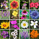 on The Go Regional Wildflower Seed Shaker - Northeast USA Wildflowers - 100% Pure Seed - Organic, Non-GMO - 21 Wildflower Variety Seeds of Annual & Perennial, 8oz by GreenHaven Gardens