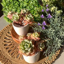 FWPP Live Succulents Plants Echeveria Love Song 3.5 inches,Rare Succulents Bare Root Without Pot Soil, Live Plants Indoor Office Decoration Wedding and Gift by GreenHaven Gardens