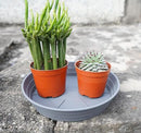 Plant Saucer 6 Inch 4 Pack 6 8 10 12 14 16 18 20 25, Plastic Plant Trays for Pots，Extra-Deep Plant Water Dray Tray, Bird Bath Bowl, Heavy Flower Plant saucers Indoors and Outdoor No Holes 6in-4 grey by GreenHaven Gardens
