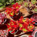 FWPP Crassula capitella 'Campfire' Live Succulent Plant in 3 Inch, Bright Red Leaves, Bare Root Without Pot Soil, Low Maintenance Houseplant, Great Gift for Plant Lovers & Home Decor by GreenHaven Gardens