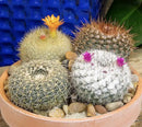 Altman Plants, Assorted Cactus Plants Live Cactus Decor (4PK), Cactus Plant Live Succulents Plants Live in Cactus Soil Potting Mix, Live Cacti Plants Live Succulent Plants Live Plants in Cactus Pot by GreenHaven Gardens