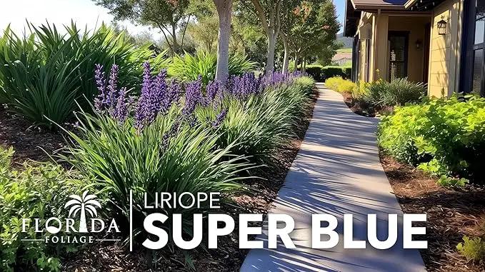 Liriope Super Blue | 30 Live Plants | Liriope muscari 'Super Blue' | Ornamental Ground Cover Plants | Shade-Tolerant Landscaping Perennial, photo 4 of 9