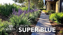 Liriope Super Blue | 20 Live Plants | Liriope muscari 'Super Blue' | Ornamental Ground Cover Plants | Shade-Tolerant Landscaping Perennial by GreenHaven Gardens