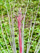 Air Plants - Tillandsia Juncea, Jumbo 8-12" - 3ct - Live Arrival Guaranteed - House Plants for Home Decor & Gift by GreenHaven Gardens