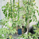 Garmeinea Garden Stakes 30 Inches Plastic Coated Steel Plant Stakes for Growing Climbing Plants, Pack of 25 by CozyNest Decor