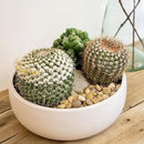 Altman Plants, Assorted Cactus Plants Live Plants (3PK), Cactus Plant Live Succulents Plants Live Cactus Decor, Indoor Plants Live House Plants in Cactus Soil, Live Cacti Plants Live Succulent Plants by GreenHaven Gardens