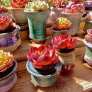FWPP Live Succulents Plants Echeveria Red Lantern 2.5 inches,Rare red Succulents Bare Root Without Pot Soil, Live Plants Indoor Office Decoration Wedding and Gift by GreenHaven Gardens