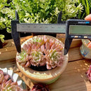 FWPP Succulents Live Echeveria Margaret,Pink Multi Headed Clustered Rare Plants,Bare Root Without Pot Soil,Indoor Live Succulent Plants are Suitable as Gifts and Decorations by GreenHaven Gardens