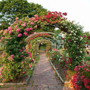 RUBFAC Metal Garden Arch, Wedding & Event Decoration, Garden Trellis for Climbing Plants, Assemble Freely 2 Sizes for Various Climbing Plant Roses Vines Bridal Party Decoration, Army Green, 1 Pack by GreenHaven Gardens