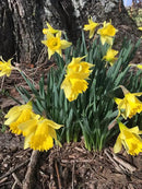 Dutch Master Daffodils (25 Bulbs) - Yellow Daffodil Narcissus Bulbs by GreenHaven Gardens