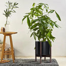 D'vine Dev Planter Pot with Stand - 10 Inch Plastic Cylinder Flower Pot with Wood Planter Holder for Indoor, Matte Black Pot + Walnut Color Stand, 55-C-L-2 by GreenHaven Gardens