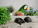 BSTGIFTS Cast Iron Turtle Key Hider - Spare Key Holder - Garden Decoration Turtle, Jewelry Trinkets Box for Key, Ear Studs, Ring, Paper Clip (Antique Brown)… by GreenHaven Gardens