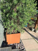 Corten Steel Planter Box Metal Square Planters Steel Large Planter Outdoor Tall Plant Durable Antique Detached for Commercial Residential Patio Deck and Backyard 26 Inch by GreenHaven Gardens