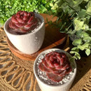 FWPP Live Succulents Plants Echeveria Snow Lotus 2 inches,Rare red Succulents Bare Root Without Pot Soil, Live Plants Indoor Office Decoration Wedding and Gift by GreenHaven Gardens