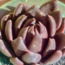 FWPP Live Succulents Plants Echeveria Affinis 2 inches,Rare Black Succulents Bare Root Without Pot Soil, Live Plants Indoor Office Decoration Wedding and Gift by GreenHaven Gardens