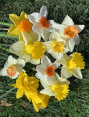 Mixed Large Cup Daffodils- 50 Perennial Daffodil Bulbs - Assorted Colors Narcissus by GreenHaven Gardens