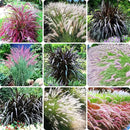 Pack 3 Fountain Grass Plants Live, 5-9 Inch Tall, Ornamental Grasses Live Plants Perennial, Well-Rooted Perennial Grass Clumps (Mix Fountain Grass) by GreenHaven Gardens