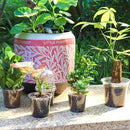 Bonviee 36 Packs 3.5/4/5 Inch Clear Nursery Pots with Humidity Domes, Variety Sizes Seed Starting Pots with Drainage Holes, Transparent Garden Containers for Succulents, Flowers and Cactus-Clear by GreenHaven Gardens