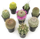 Altman Plants, Assorted Cactus Plants Live Cactus Decor (8PK), Cactus Plant Live Succulents Plants Live in Cactus Soil Potting Mix, Live Cacti Plants Live Succulent Plants Live Plants in Cactus Pot by GreenHaven Gardens