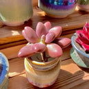 FWPP Live Succulents Plants Pachyveria Sugar Beauty 2 inches,Rare red Succulents Bare Root Without Pot Soil, Live Plants Indoor Office Decoration Wedding and Gift by GreenHaven Gardens